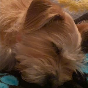 Meet your Posher, Lily